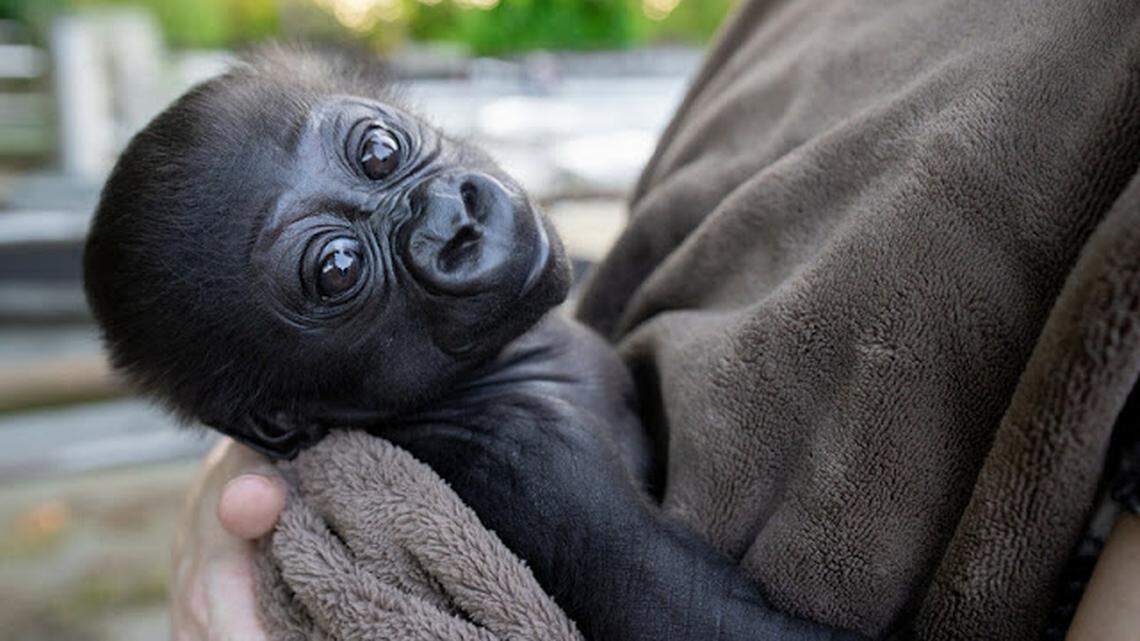 Born June 28, the baby gorilla has had to be hand-reared by zoo staff. As the baby grows, this becomes more difficult and poses future challenges for the little one.