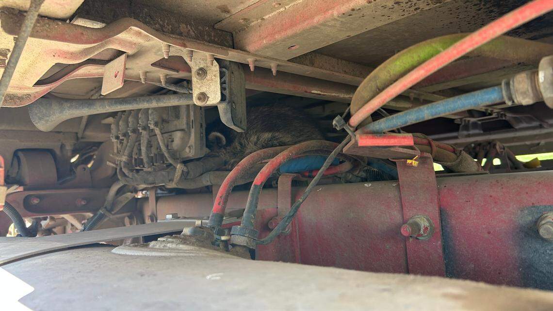 A cute “little critter” was found stuck inside the engine compartment of a semi-truck, officials said.