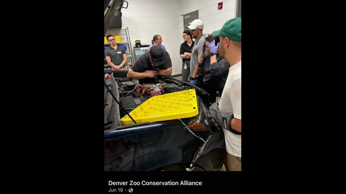 A wild animal hitched a ride on a field truck from the Colorado wilderness — to a zoo.