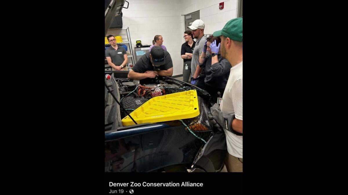 A wild animal hitched a ride on a field truck from the Colorado wilderness — to a zoo.