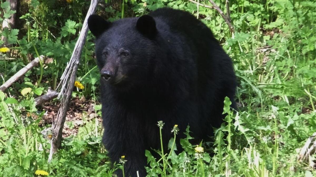 A black bear walks on a grassy hillside along a main thoroughfare in Juneau, Alaska, in May. Authorities say a black bear killed a teen competing in a race Sunday near Anchorage.