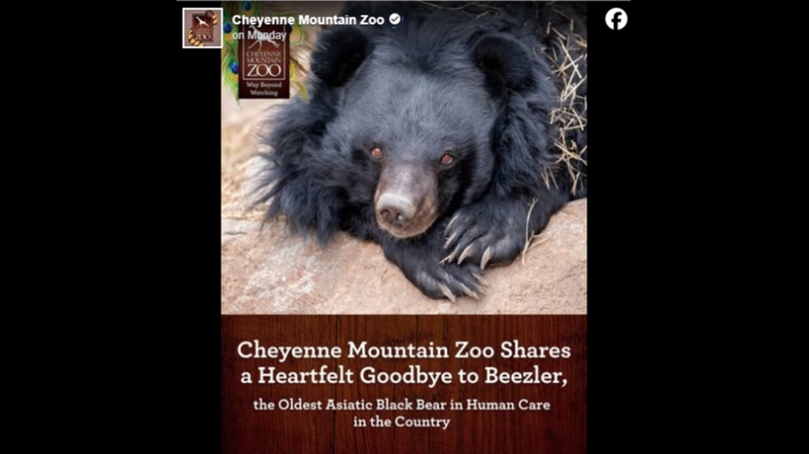 The oldest Asian black bear under human care in the country was euthanized, Colorado zookeepers said.