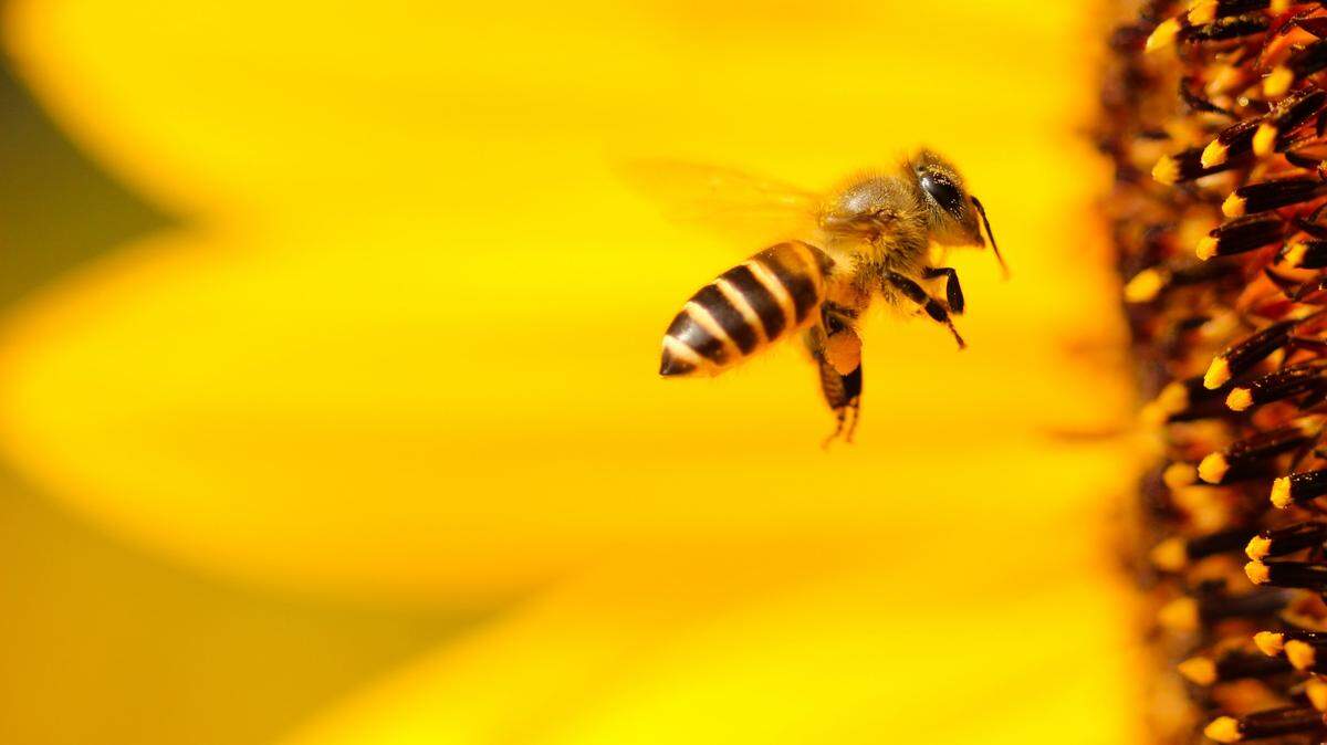 Bees sting two people and four horses in Jurupa Valley, California firefighters say. Rancher says two horses killed.
