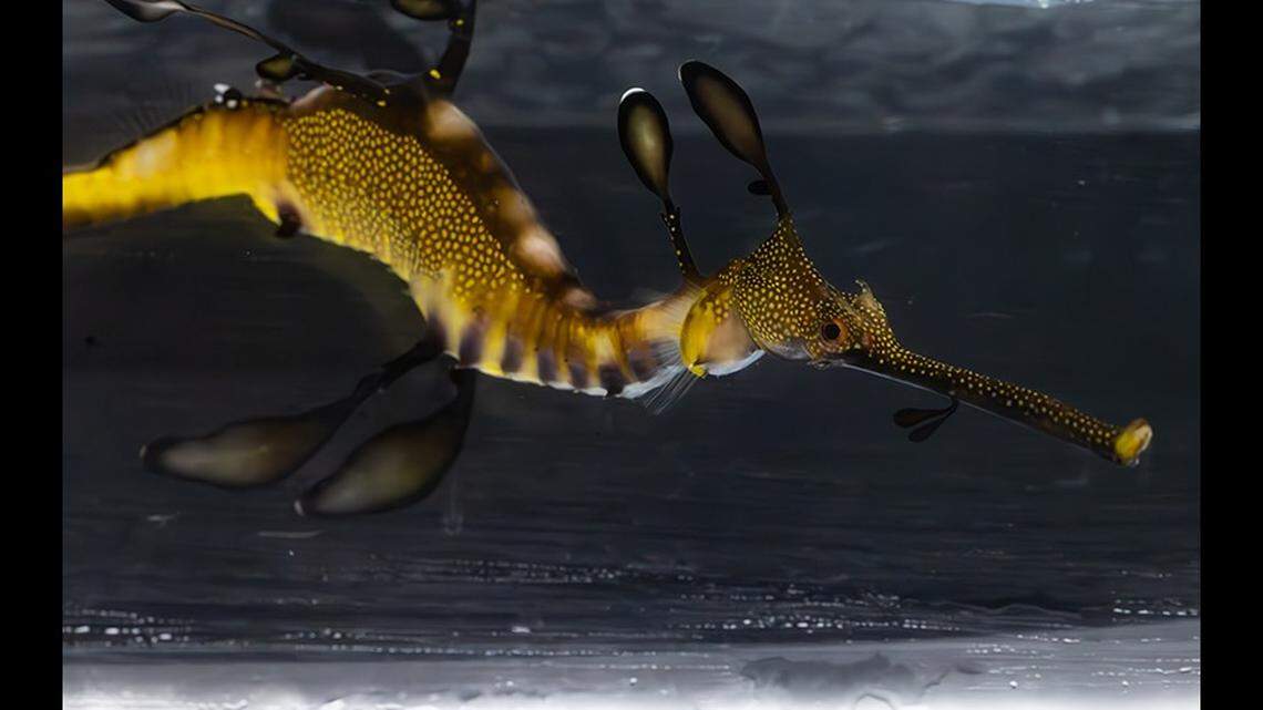 Five year-old seadragons are “swimming into the spotlight” after spending a year behind the scenes at a California aquarium.