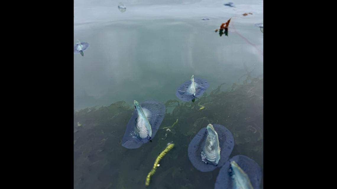 Velella velellas live on the ocean’s surface.