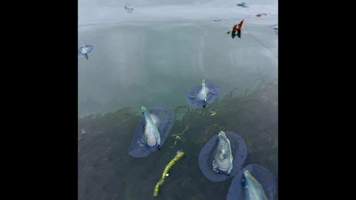 Velella velellas live on the ocean’s surface.