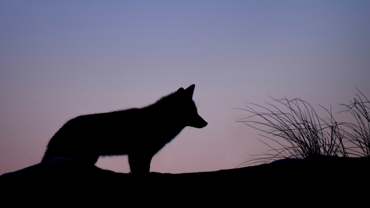 After the attack, the wolf (not the one pictured) fled to the woods, Alaska troopers said.