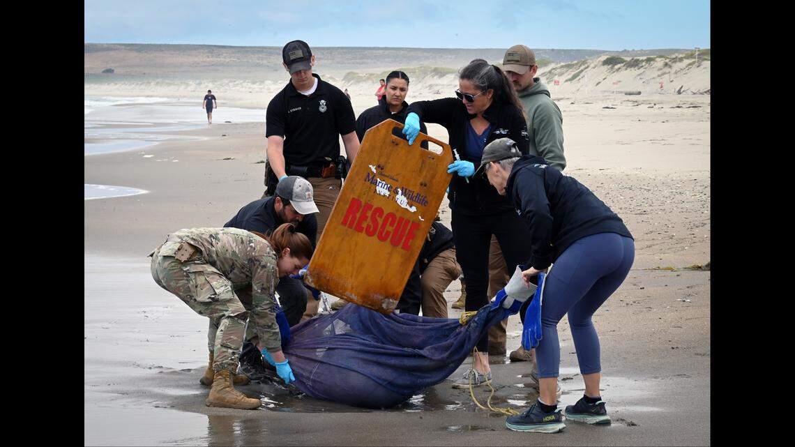 A sick sea lion is rescued on Surf Beach at Vandenberg Space Force Base on July 29, 2024.