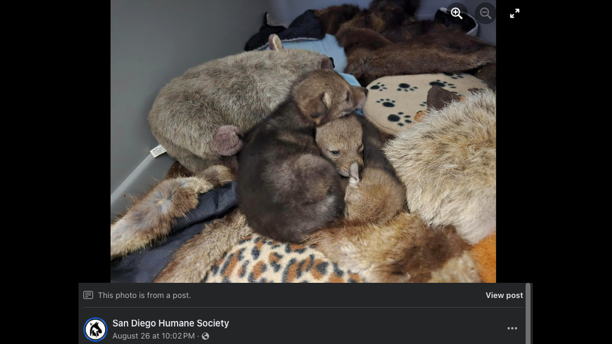 Nine orphaned coyote pups learned how to be wild thanks to the special efforts of wildlife specialists raising them at a California wildlife rehab center.