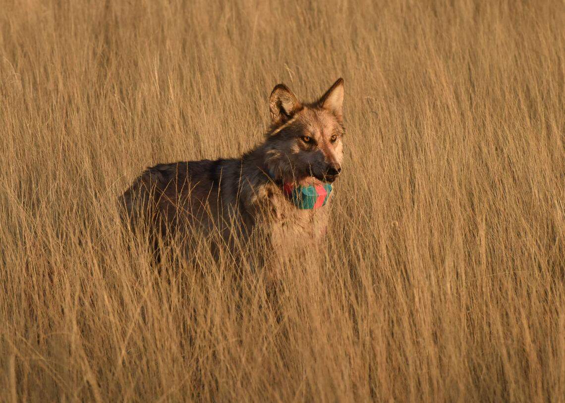 This photo shows a Mexican wolf (not Asha). The animals nearly became extinct.