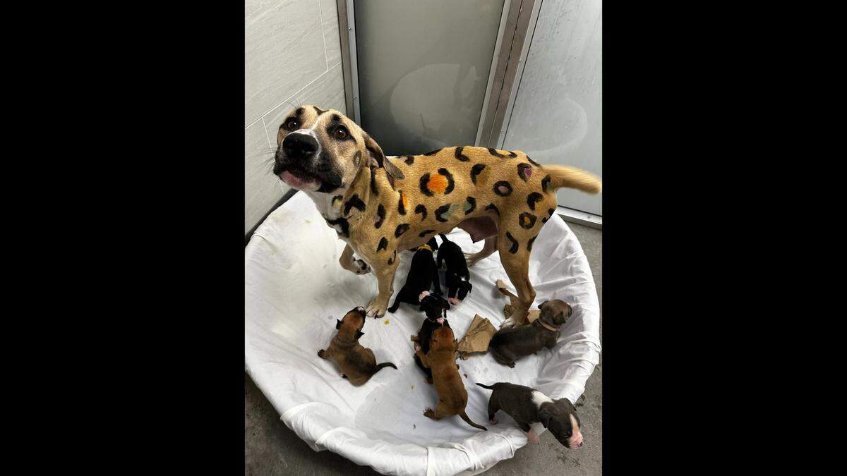 Rainbow and her puppies are looking for a home.