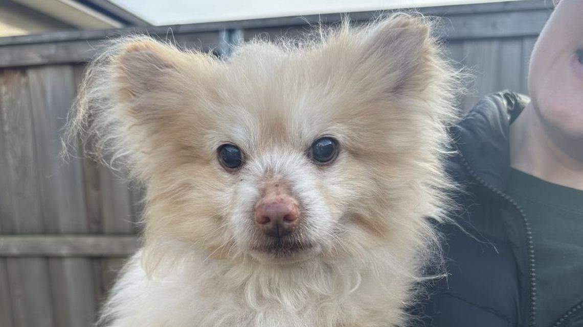 Crouton, the blind senior Pomeranian, arrived at Greenhill Humane Society on Feb. 17.