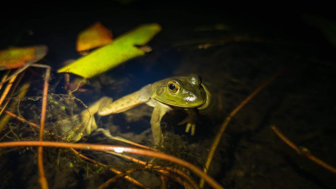 “One reason American bullfrogs are among the top worst globally introduced pests is because they eat everything — anything that fits into their mouth,” said senior author Brian Todd, a UC Davis professor.