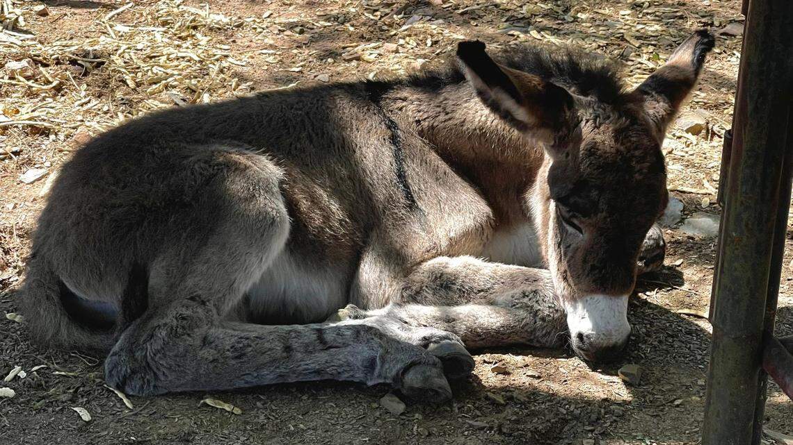 A day-old donkey was rescued after being left alone when his mother was hit and killed by a car, Arizona officials said.