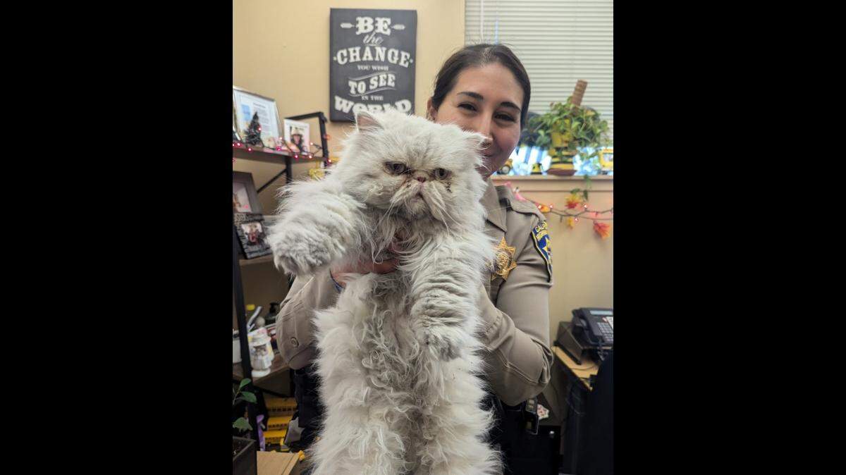 The “frazzled feline” was found darting through traffic in Hayward on Tuesday, Dec. 3.