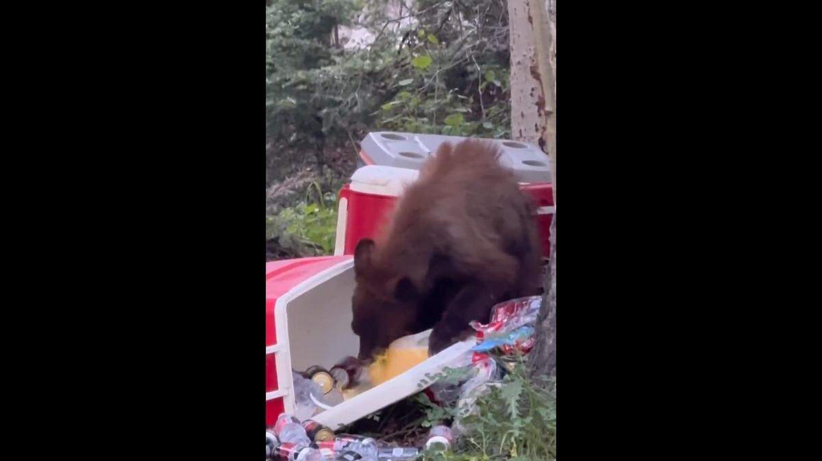A bear raided a cooler and slurped up some orange juice at a Colorado campsite, video shows. Now officials are concerned.