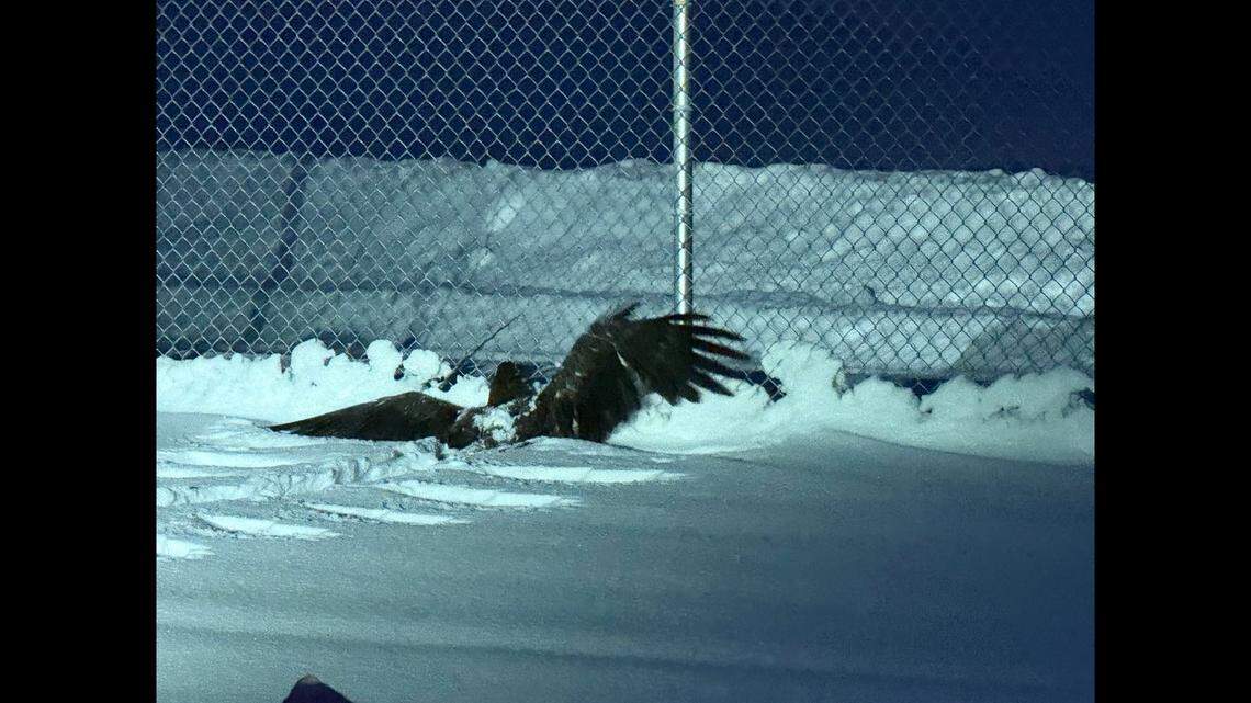 A juvenile bald eagle was rescued in Alaska after being found “quite frozen and unable to fly,” officials said.