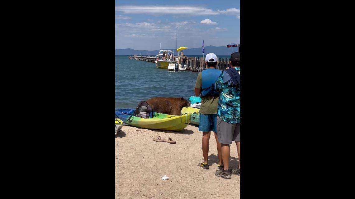 A bear walked right past beachgoers and their abandoned kayaks and jet skis on a beach in South Lake Tahoe, video shows.