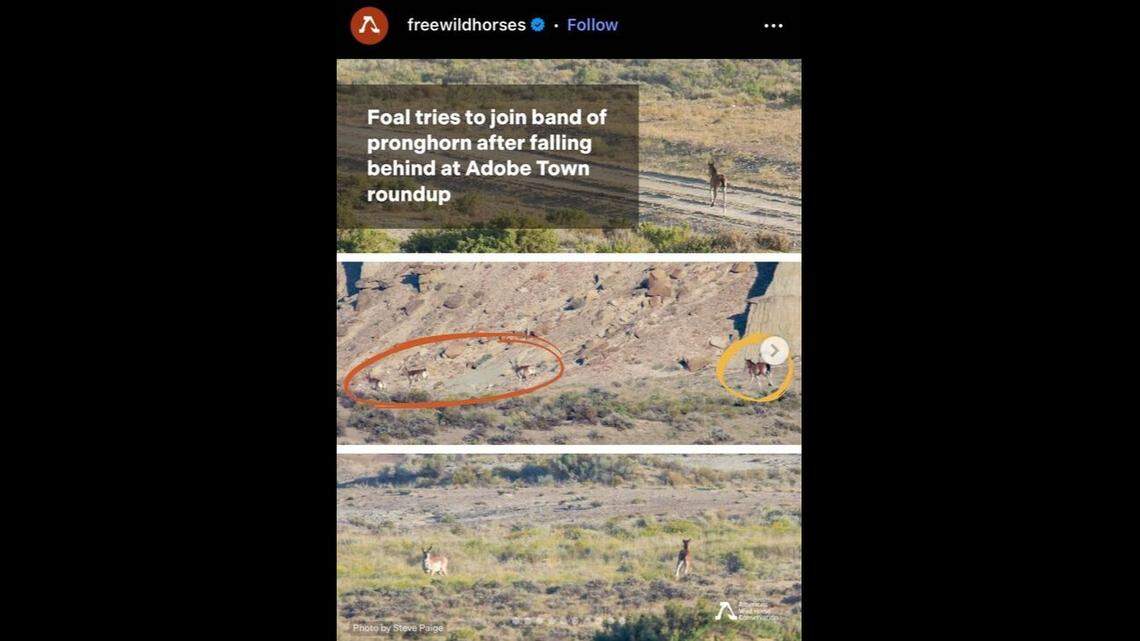 A lost foal tried to join a pronghorn herd after he was separated from his family during a wild horse roundup in Wyoming.