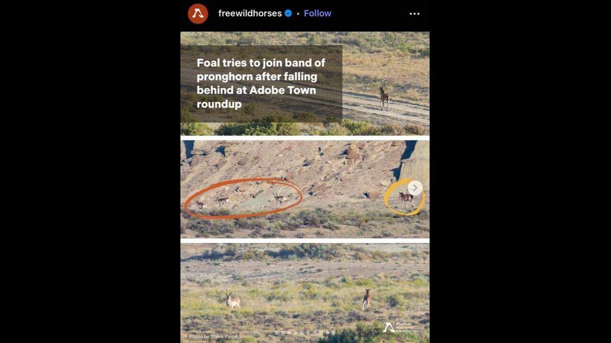A lost foal tried to join a pronghorn herd after he was separated from his family during a wild horse roundup in Wyoming.