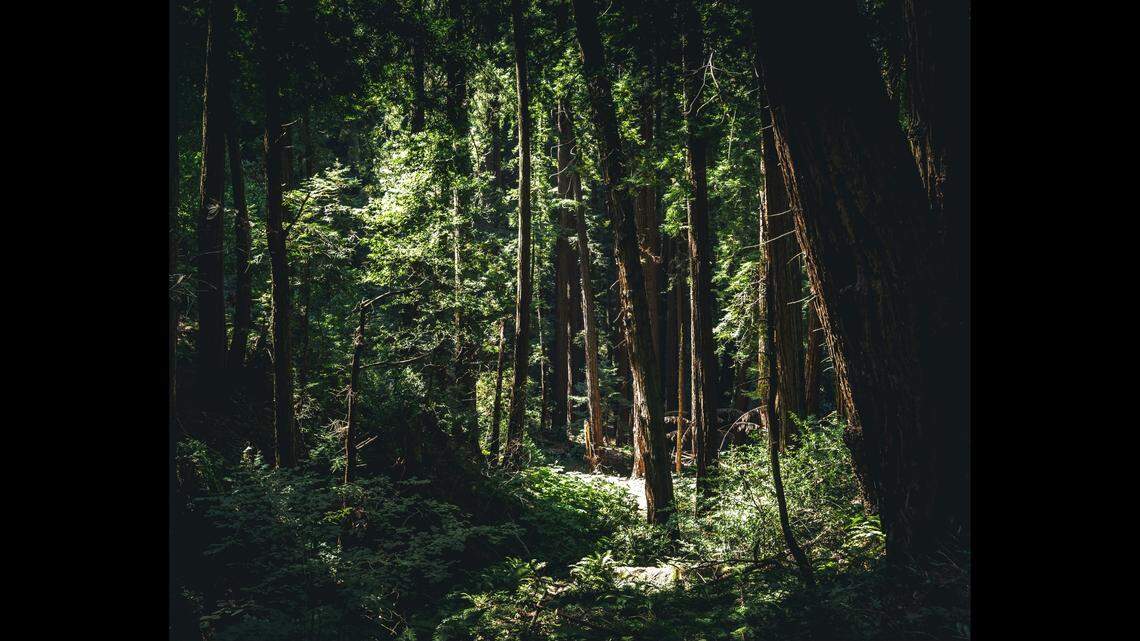 Nearly 42 years after skeletal remains were found in the California woods, they’ve been identified, deputies say.