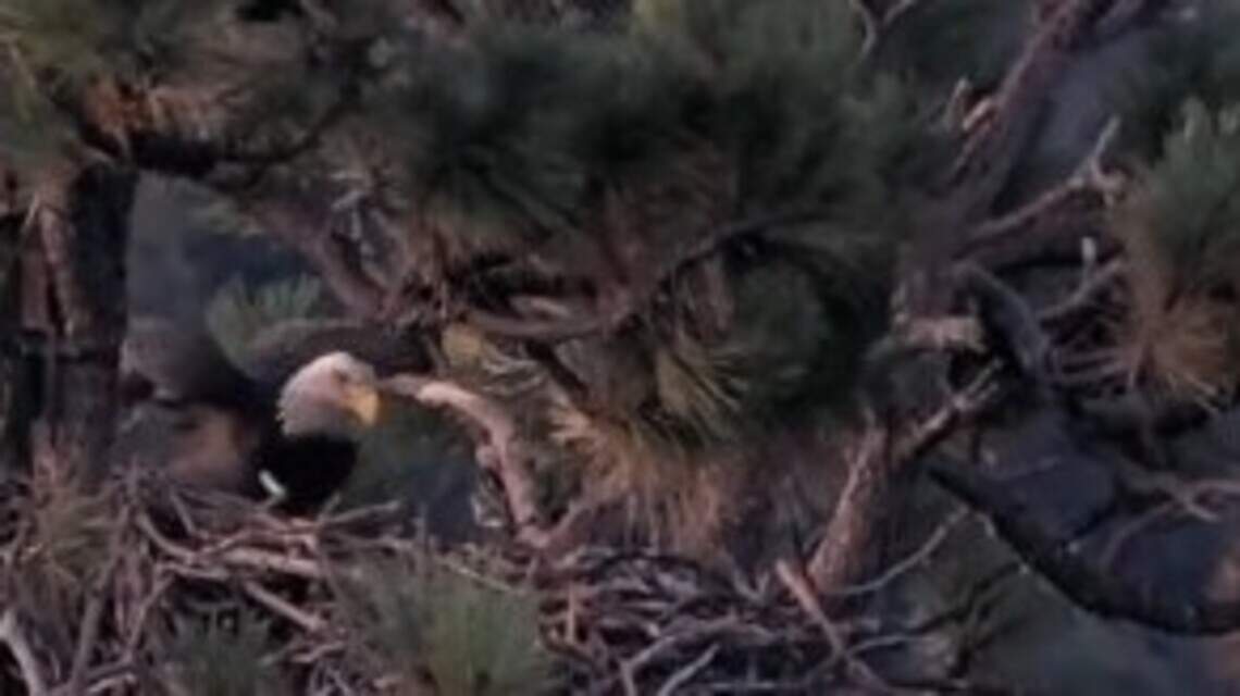 New friend of Shadow, mate to beloved California bald eagle Jackie, receives a name