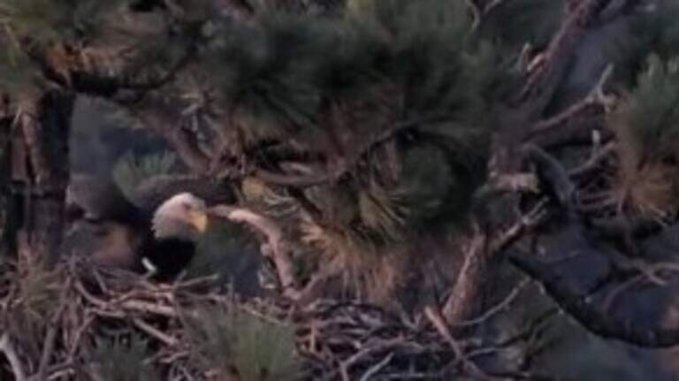 New friend of Shadow, mate to beloved California bald eagle Jackie, receives a name