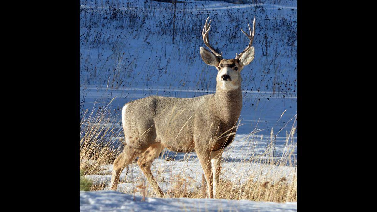 A mule deer (not the one pictured) was illegally shot with an arrow in Montana, officials said.