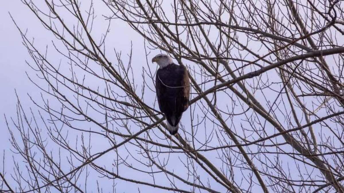 A baby bald eagle (not the bird pictured here) is recovering well after it injured its wing in a crash with power lines in Colorado, officials said.