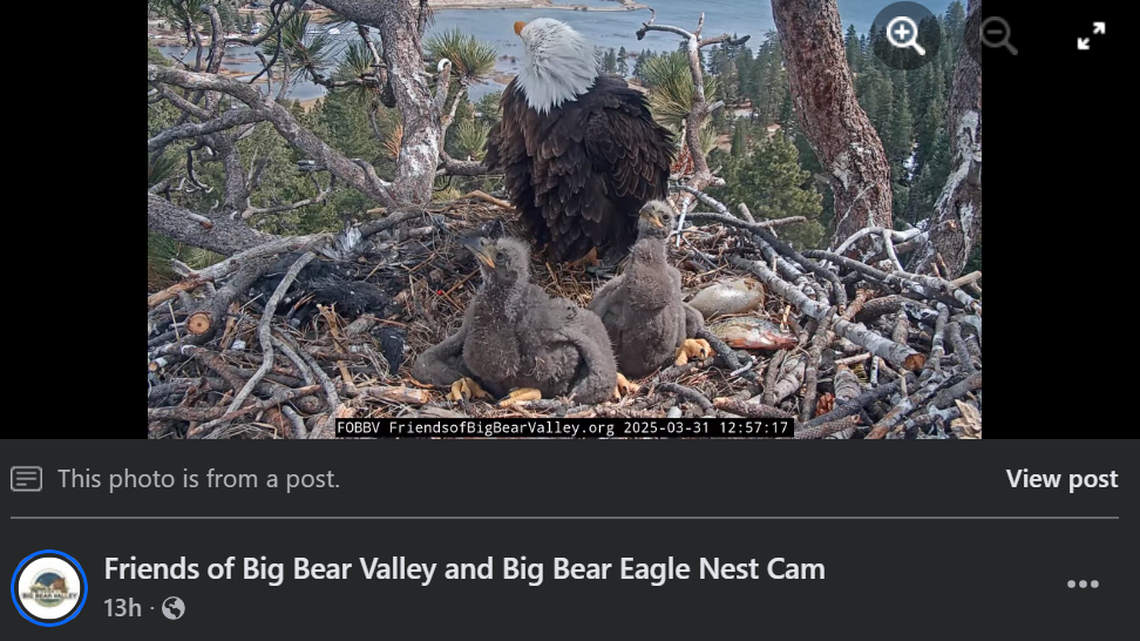 The eaglets from beloved bald eagle parents Jackie and Shadow now officially have names, officials said.