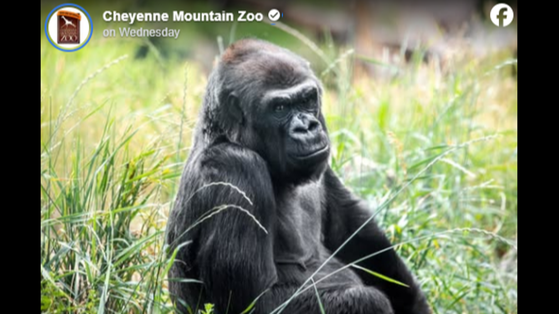 A 48-year-old gorilla was euthanized in Colorado, zoo officials said.