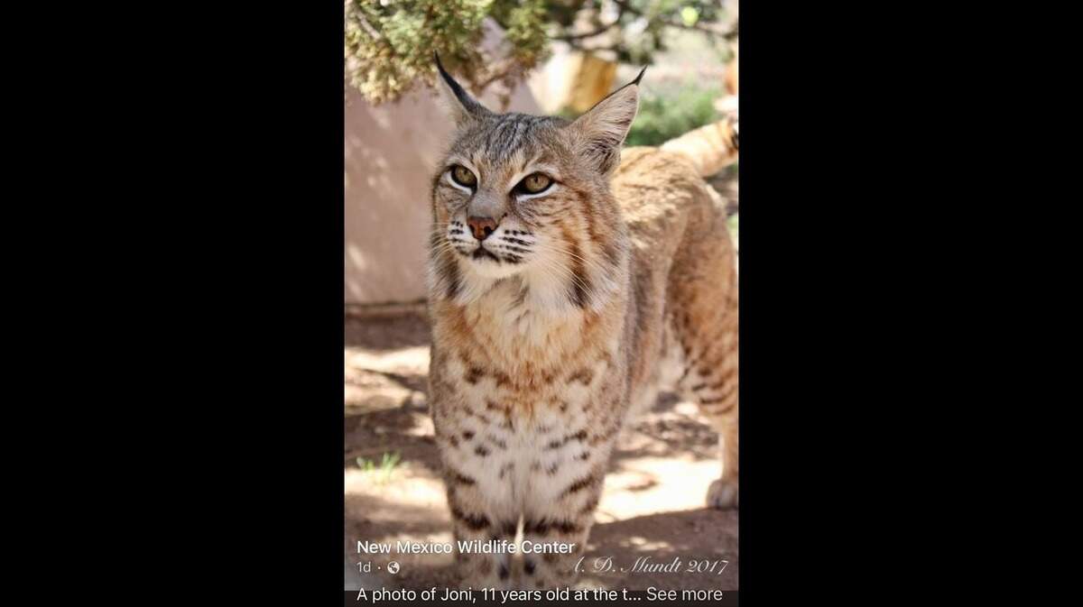 A beloved bobcat who spent 19 years educating the public about her species died at a New Mexico wildlife center, officials said.