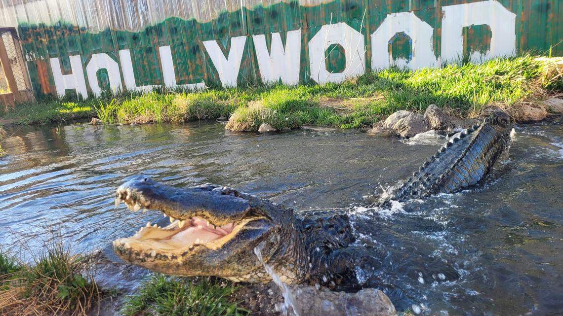 An alligator famous for his role in “Happy Gilmore” died of old age at a Colorado reptile sanctuary. Officials estimate the gator was over 80 years old.
