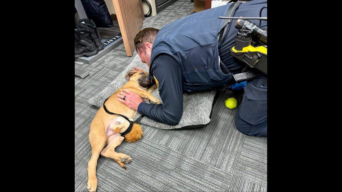 Police said the puppy has spent his weekdays exploring the police department.