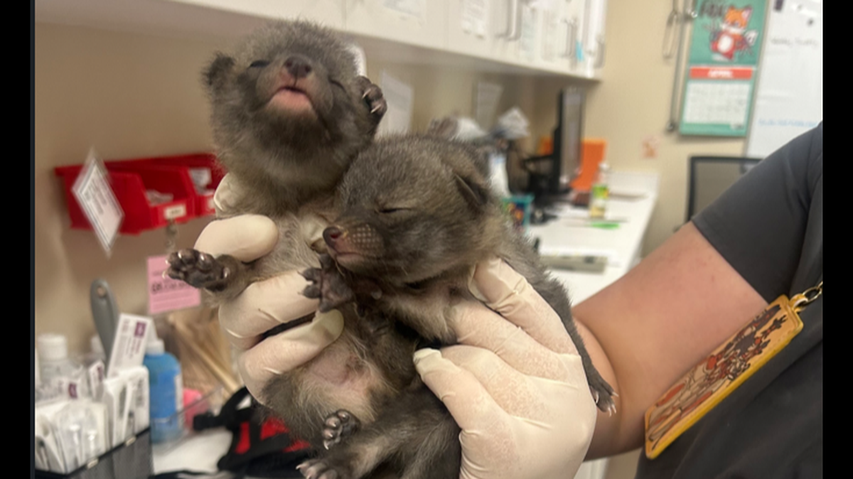 A good Samaritan rushed a litter of “kittens” to an Arizona humane society after finding them tucked away behind a shed.
