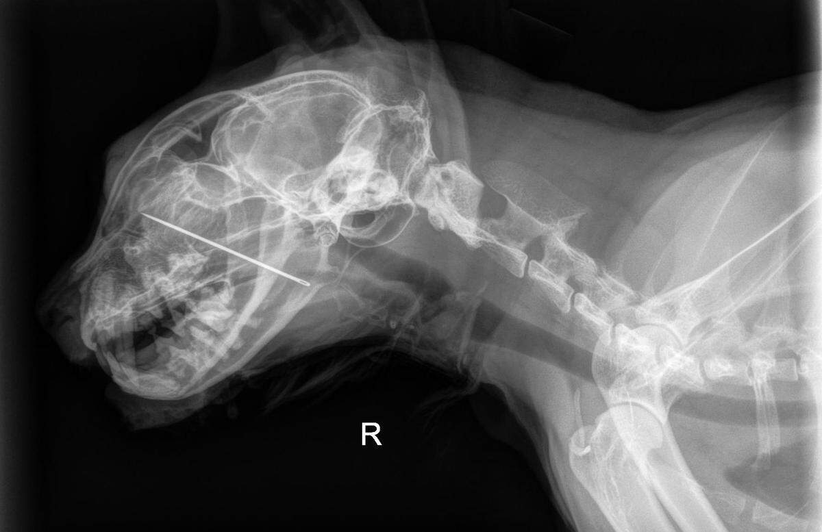 Kevin the cat’s X-ray.