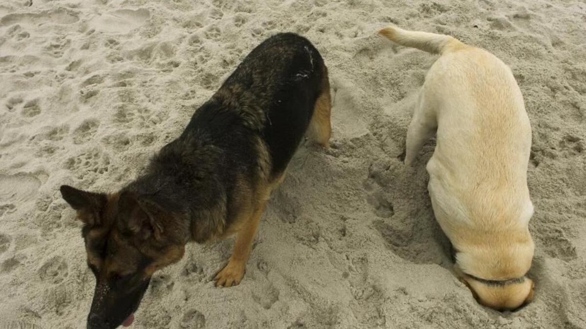 Can you really dig a hole to China from California? The Antipodes Map site has the answer, though a dog might have a difficult time finding it.