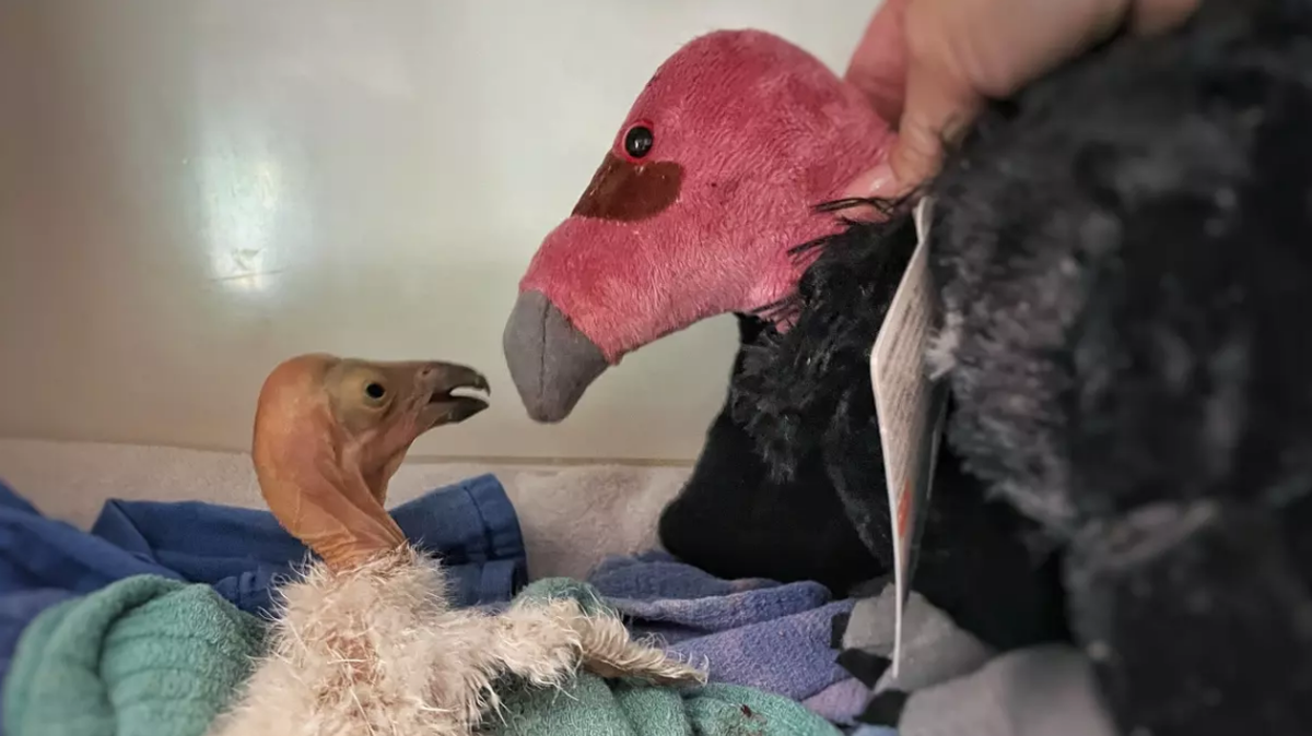 A baby California rests with a stuffed condor “mom,” after its mother tested positive for the avian flu and died, wildlife officials said. The chick hatched May 9.