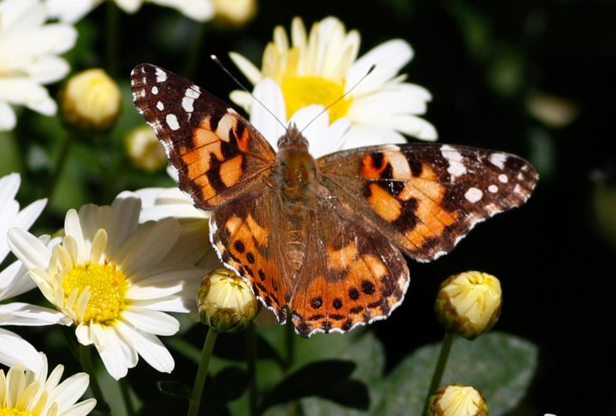 A painted lady butterfly flies near daisies in a garden in downtown Denver Wednesday, Oct. 4, 2017. Weather forecasters say that a lacy, cloud-like pattern drifting across a Denver-area radar screen turns out to be a 70-mile-wide wave of butterflies such as the painted ladies migrating from their summer home to their winter haunts.