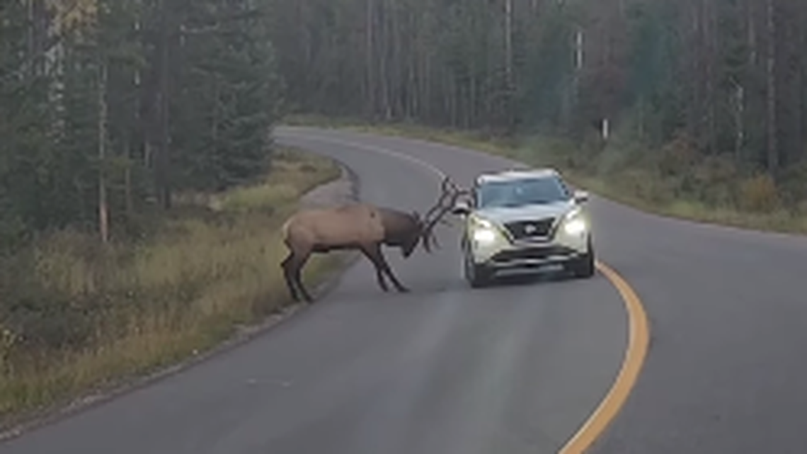 A bull elk slams its antlers into a passing Nissan at Jasper National Park in Canada, an Instagram video shows.