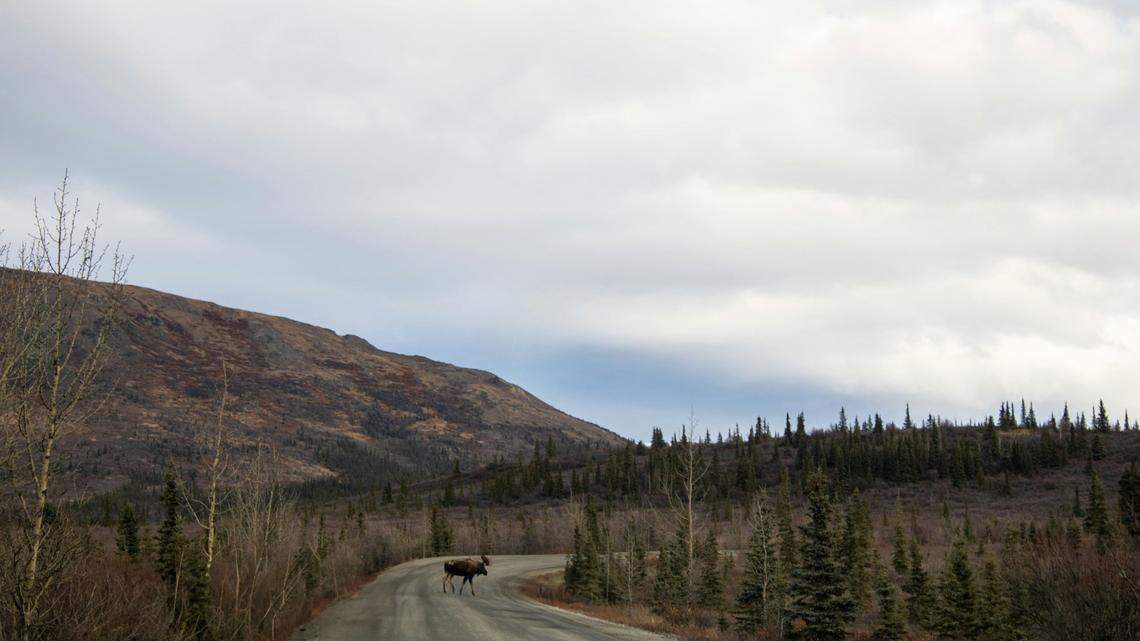 A man illegally hunted a moose at night in Canada, conservation officials said. He’s been fined and ordered to months of probation.
