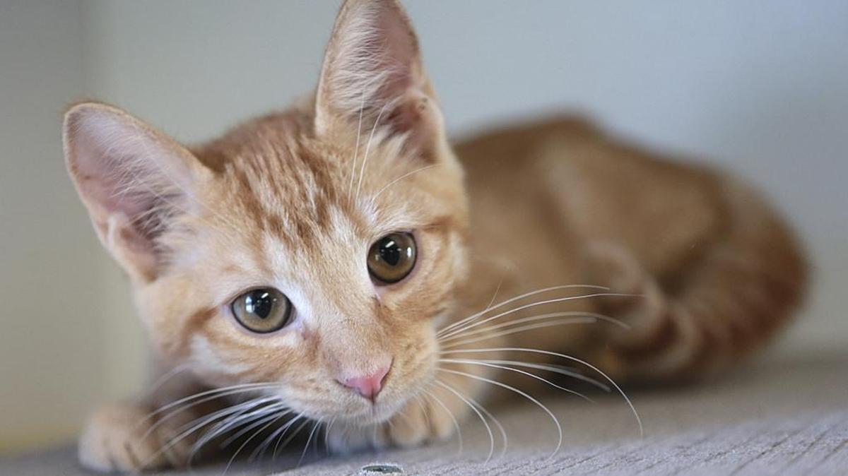 A cats-only veterinary clinic in Dublin, Ireland, seeks a professional “cat cuddler” to help put feline patients at ease.
