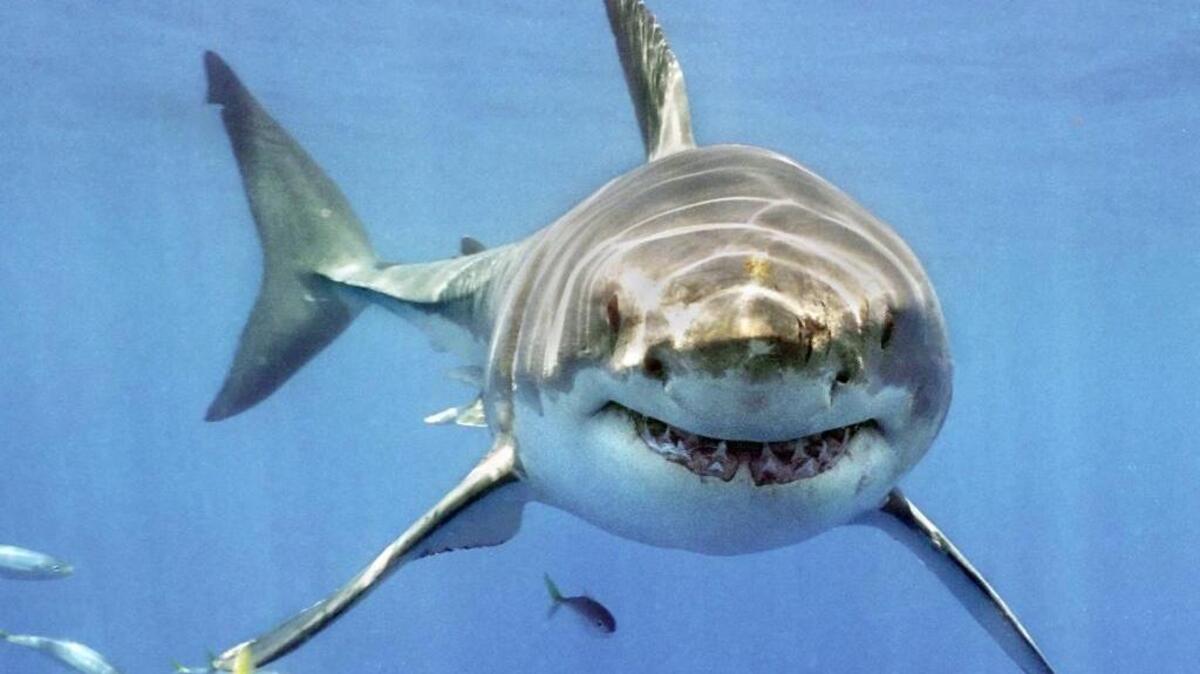 A viral video shows a close encounter with an injured great white shark in shallow water off Baja California. A team of scientists recently went on a month-long expedition to learn more about the White Shark Cafe, a place in the Pacific Ocean that great white sharks consistently migrate to from the Bay Area.