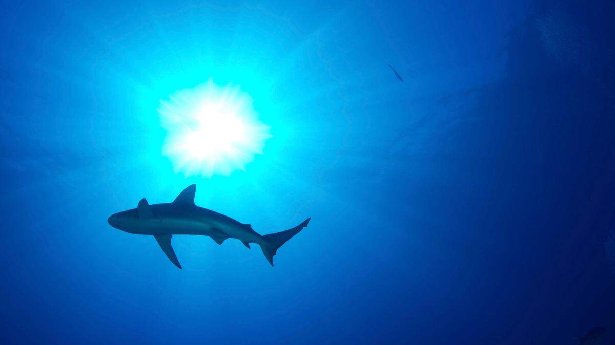 A man bitten by a 12-foot tiger shark at ʻAnaehoʻomalu Bay has been hospitalized, Hawaii officials say.