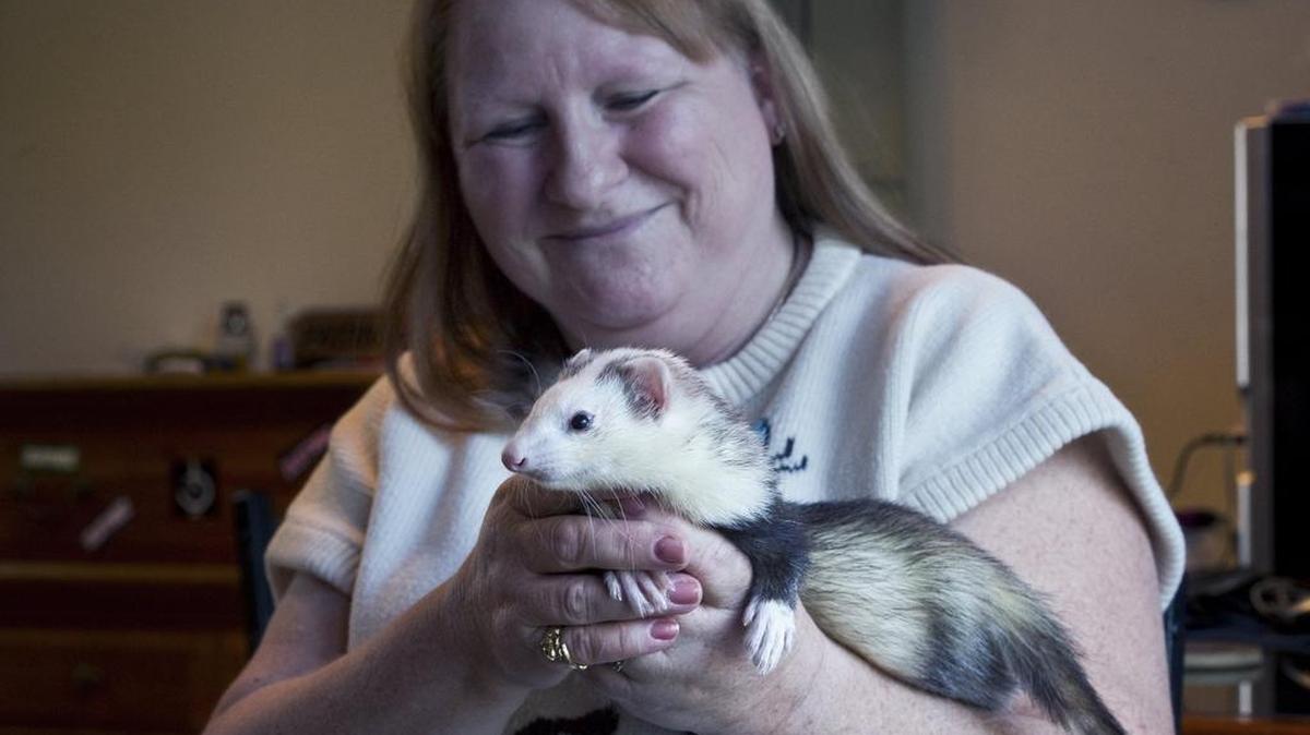 
Debby Greatbanks, a ferret rescuer from Sacramento, holds a ferret that was taken by the SPCA.
