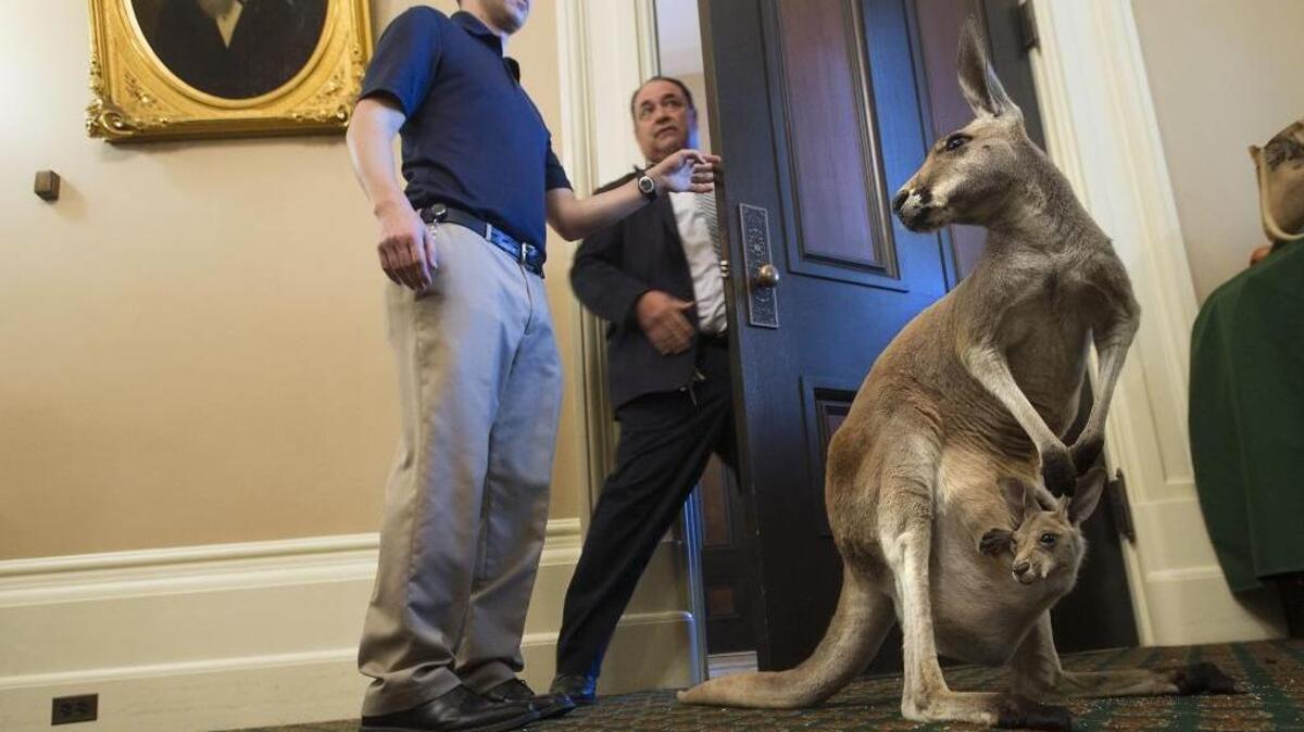 Sea World of San Diego brought a kangaroo to the state Capitol in Sacramento on Wednesday, May 27, 2015.