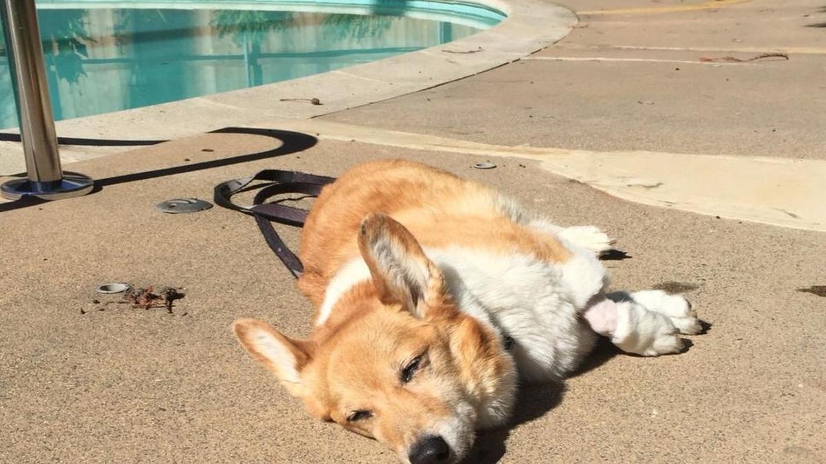A photo of Twitter shows First Dog Sutter Brown returned home from the animal hospital on Oct. 18, 2016. The corgi of Gov. Jerry Brown and Anne Gust Brown is suffering from cancer.