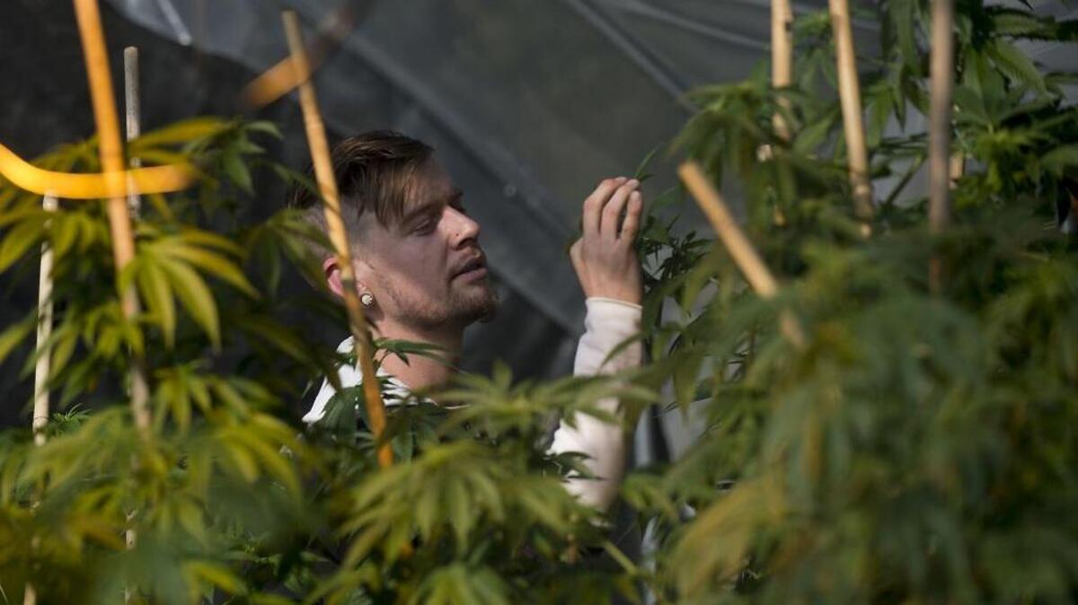 Marijuana grower Basil McMahon inspects his crop in Grass Valley on Nov. 12, 2015.