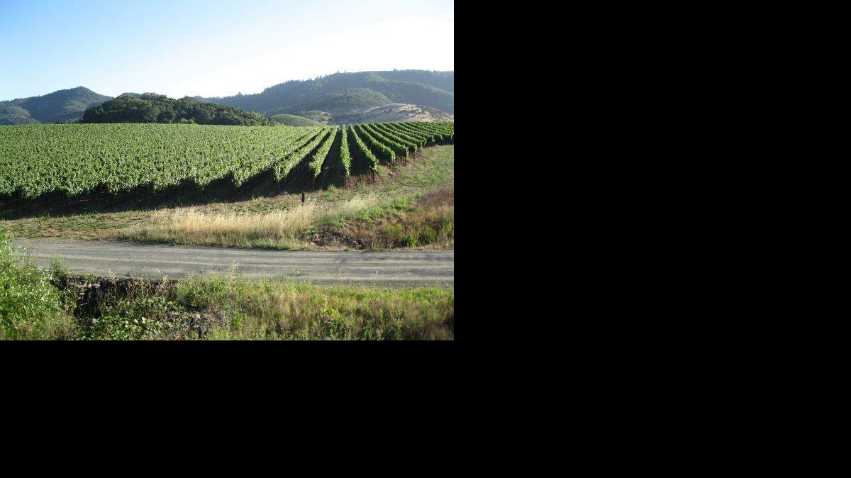 
In this Oct. 31, 2013 photo, a view of vineyards from aboard the Napa Valley Wine Train is seen in Napa Valley, Calif.
