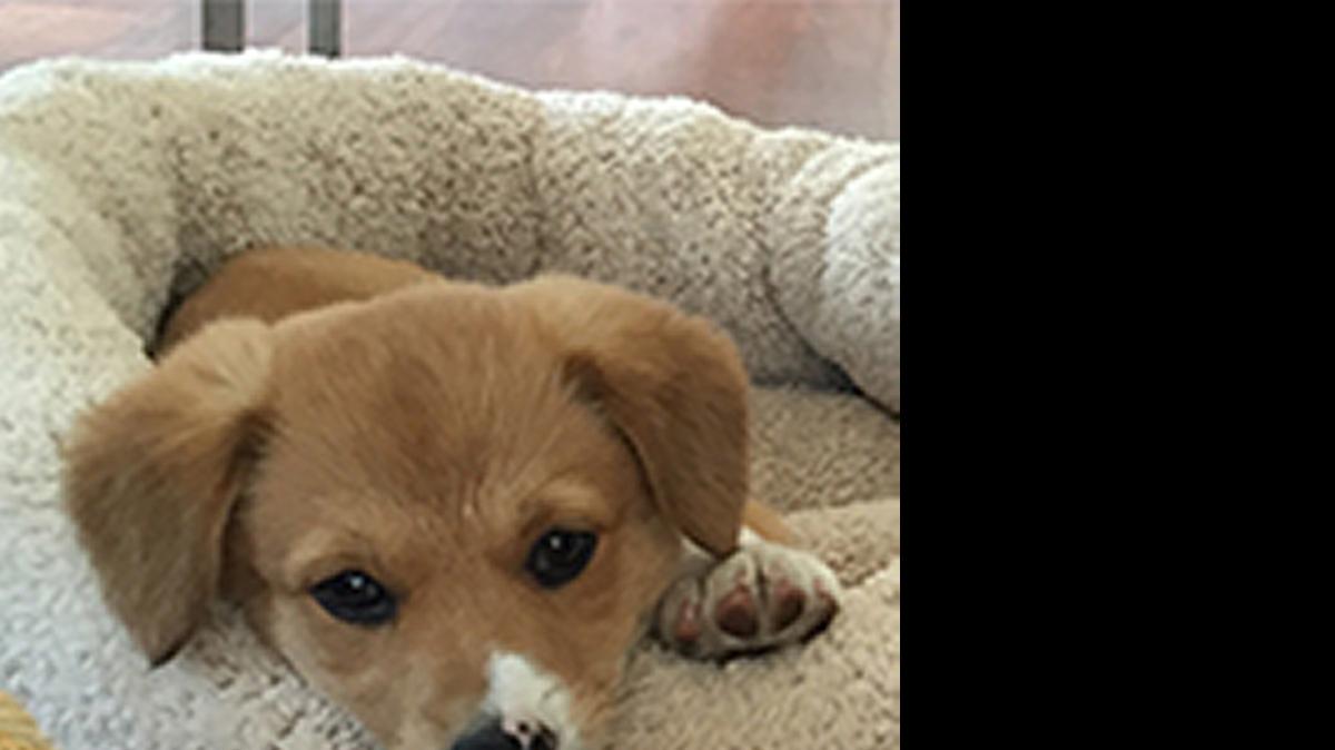 Colusa “Lucy” Brown is Gov. Jerry Brown’s new dog, obtained in May 2015, according to the Governor’s Office. The dog was born on March 13, 2015 in Red Bluff, part of a litter of five. The dog is part Pembroke Welsh Corgi and part border collie.